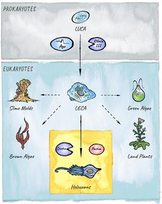 MicroRNAs: From Mechanism to Organism